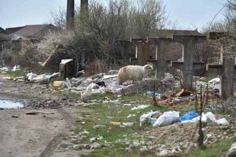 Regatul gunoaielor: În jurul Oradiei au apărut hectare întinse cu mizerii! Primăria, somată să le ridice (FOTO)