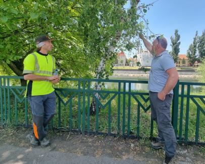 Instruiți în tăieri. Angajații Primăriei Oradea învață de la specialiști cum să toaleteze arborii (FOTO)