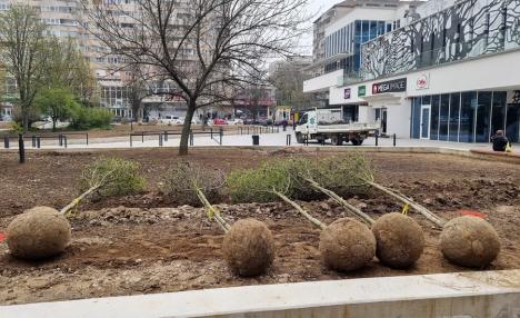 Lucrări pe terminate: Constructorii au început plantarea de magnolii în piaţa cu acelaşi nume din Rogerius (FOTO/VIDEO)