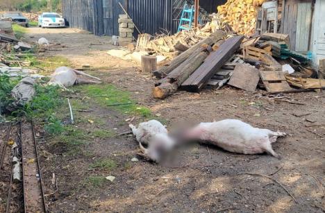 Un nou atac de urs în Sânmartin! 12 capre ucise într-o zonă locuită, lângă un loc de joacă