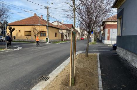 Primăria Oradea anunță că peste 400 de arbori vor fi plantați până la sfârșitul săptămânii viitoare în municipiu (FOTO)