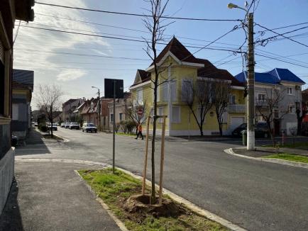 Primăria Oradea anunță că peste 400 de arbori vor fi plantați până la sfârșitul săptămânii viitoare în municipiu (FOTO)