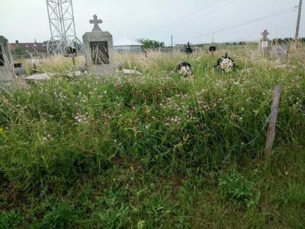 Morţii cu morţii: Drumul între DN 79 şi cimitirul din Nojorid, presărat cu buruieni înalte de 2 metri! (FOTO)