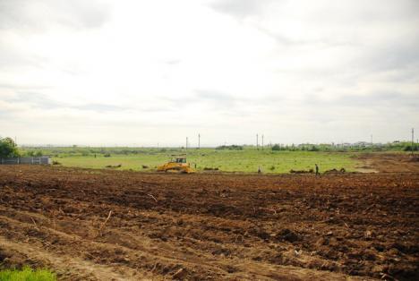 Parcul din pădure: Un primar a ras 2,6 hectare de salcâmi ca să facă un parc, deşi nu are bani (FOTO)