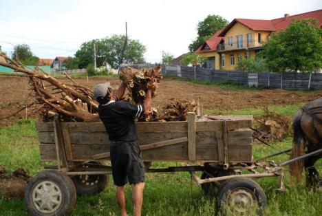 Parcul din pădure: Un primar a ras 2,6 hectare de salcâmi ca să facă un parc, deşi nu are bani (FOTO)