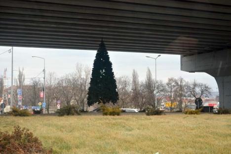 O, brad frumos! Municipalitatea nu se îndură să renunţe la bradul de Crăciun pus în sensul giratoriu de la ieşirea spre Arad