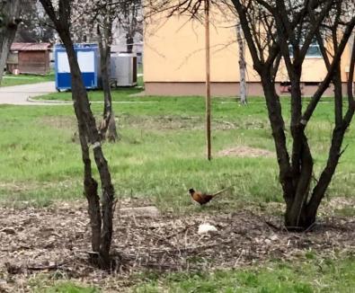 Rămaşi de fazan: Fauna Universității din Oradea s-a diversificat