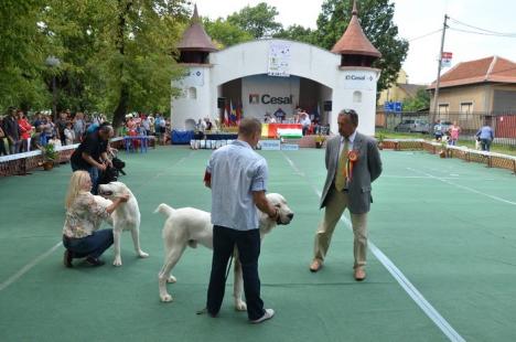 Spectacol cu "lipici" în Parcul Bălcescu: Căţeii se întrec în frumuseţe (FOTO)