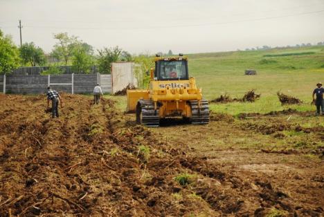 Parcul din pădure: Un primar a ras 2,6 hectare de salcâmi ca să facă un parc, deşi nu are bani (FOTO)