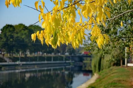 Toamna a îmbrăcat Oradea în culori arămii (FOTO)