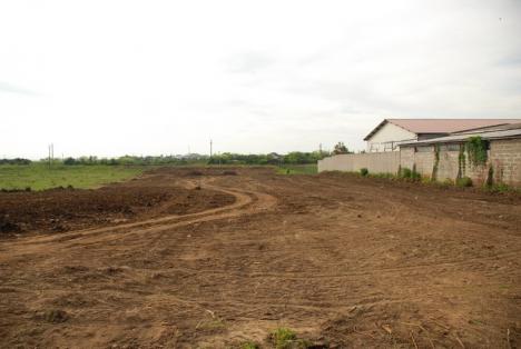 Parcul din pădure: Un primar a ras 2,6 hectare de salcâmi ca să facă un parc, deşi nu are bani (FOTO)