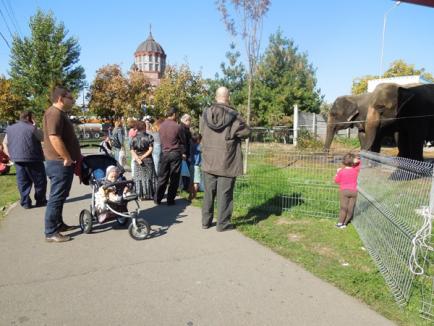 Elefanţii au "parcat" la Lotus Center! Circul Gartner, din nou la Oradea (FOTO)