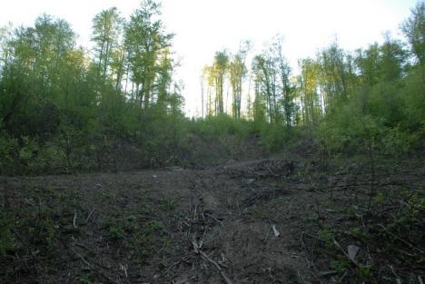 Jaf ca-n codru: Cum au furat pădurea angajaţii Ocolului Silvic Dobreşti. Printre profitori, sponsorul Poliţiei Bihor! (FOTO)