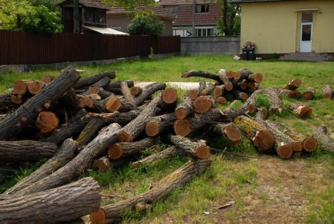 Parcul din pădure: Un primar a ras 2,6 hectare de salcâmi ca să facă un parc, deşi nu are bani (FOTO)