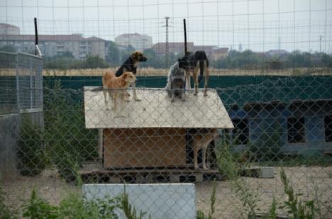 Liviu Andrica: "Scopul nostru este ca în doi ani să nu existe câini fără străpân pe străzi" (FOTO)