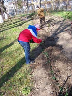 Micii grădinari: Elevii au plantat narcise în faţa Liceului Lucian Blaga (FOTO)