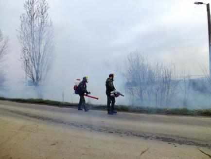 Oradea, curăţată de gângănii şi rozătoare cu tehnici noi (FOTO)