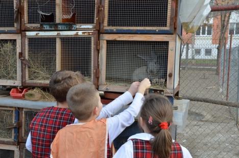 Zoo în curtea şcolii: La Centrul Don Orione, picii orădeni pot face cunoştinţă cu raţe, gâşte, iepuraşi, dar şi un căprior! (FOTO)