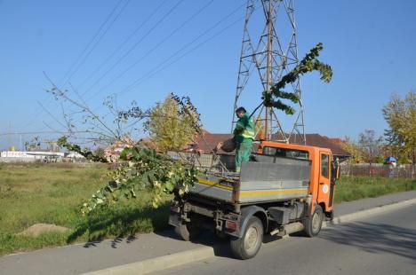 Puieţii de arbori umplu Oradea! (FOTO)