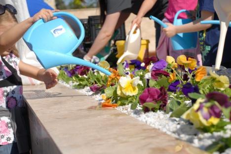 Dealul panseluţelor: Sute de flori plantate de copii lângă fântâna Companiei de Apă (FOTO)