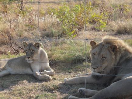 Stăpâna leilor: O orădeancă a călătorit până în Africa de Sud pentru a revedea leii pe care i-a crescut în propria curte (FOTO)