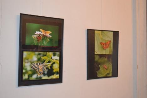 Fotografii cu specii rare de animale şi plante din siturile protejate ale judeţului, expuse la Muzeul Ţării Crişurilor (FOTO)