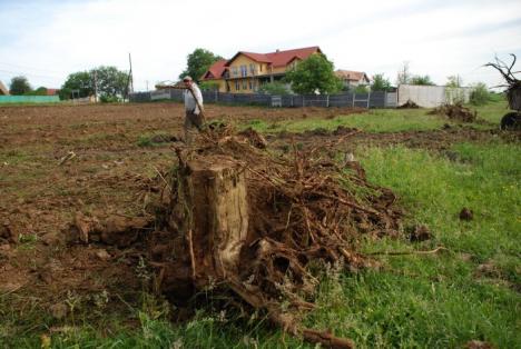 Parcul din pădure: Un primar a ras 2,6 hectare de salcâmi ca să facă un parc, deşi nu are bani (FOTO)