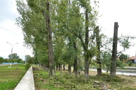 Ciopârţire în masă! ADP a retezat plopii din Ştrandul Municipal la 14 metri, la cât au ajuns drujbele RER Ecologic