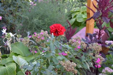Grădinarul: Orădeanul care întreţine cea mai frumoasă grădină de la bloc (FOTO)