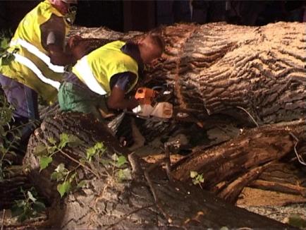 Furtuna a doborât mai mulţi copaci în Oradea: O maşină şi două case au fost avariate (FOTO)