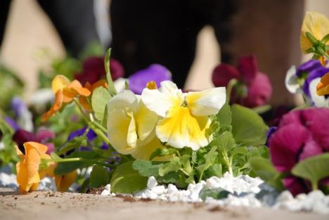 Dealul panseluţelor: Sute de flori plantate de copii lângă fântâna Companiei de Apă (FOTO)
