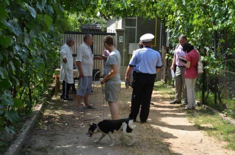 A început recensământul câinilor din Oradea (FOTO)
