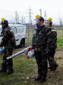 Oradea, curăţată de gângănii şi rozătoare cu tehnici noi (FOTO)