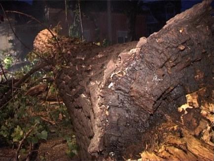 Furtuna a doborât mai mulţi copaci în Oradea: O maşină şi două case au fost avariate (FOTO)