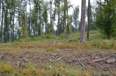 Ministrul Lucia Varga a verificat personal dezastrul din Dobreşti: s-au tăiat ilegal lemne în valoare de 6 milioane de lei (FOTO)
