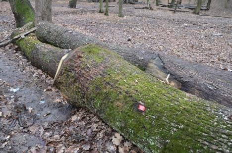 Defrişare pe lege: Ecologiştii acuză tăieri masive în pădurea de la Hidişel (FOTO)