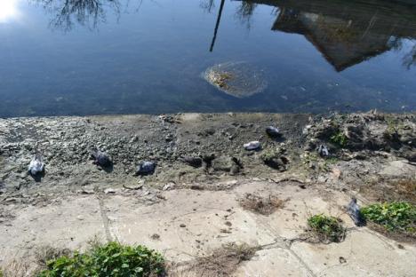 Şocant! Sute de porumbei otrăviţi au umplut malul Peţei în Calea Aradului (FOTO)