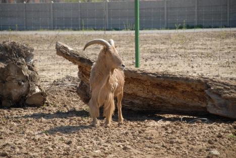 Primele animale noi la Zoo au sosit din Nyiregyhaza (FOTO)