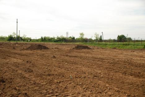 Parcul din pădure: Un primar a ras 2,6 hectare de salcâmi ca să facă un parc, deşi nu are bani (FOTO)