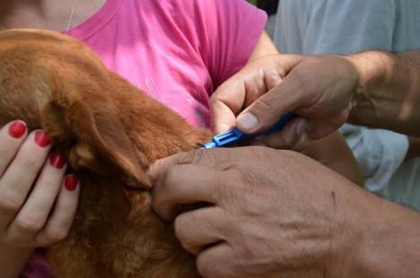 A început recensământul câinilor din Oradea (FOTO)