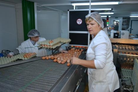 Ferma cu ouă de aur: Cea mai modernă fermă avicolă bihoreană e atât de computerizată încât un singur muncitor îngrijeşte 34.000 de găini (FOTO)