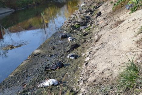 Şocant! Sute de porumbei otrăviţi au umplut malul Peţei în Calea Aradului (FOTO)