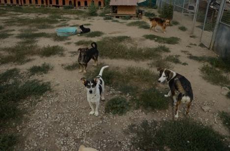 Liviu Andrica: "Scopul nostru este ca în doi ani să nu existe câini fără străpân pe străzi" (FOTO)