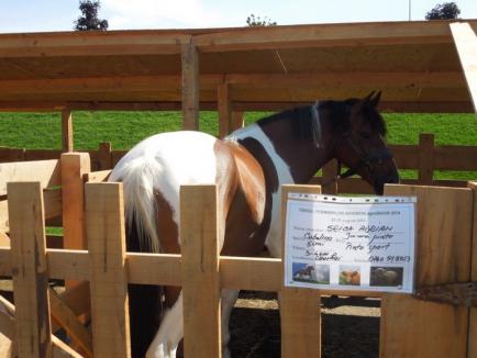 Veselie la ERA Park: Concursul de atelaje şi plimbările pe ponei i-au cucerit pe copii (FOTO)