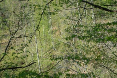 Ocol la procurori: Opt funcţionari vor fi daţi pe mâna anchetatorilor în cazul pădurilor furate (FOTO)