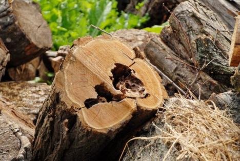 Parcul din pădure: Un primar a ras 2,6 hectare de salcâmi ca să facă un parc, deşi nu are bani (FOTO)