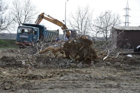 Parcare cu "defrişare": Angajaţii Drumuri Bihor au doborât, fără aviz, un copac pentru a face loc parcării din zona străzii Sovata (FOTO)