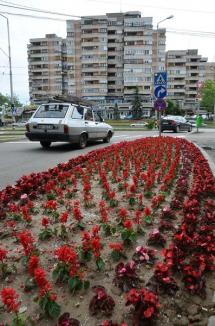 Oradea înflorită (FOTO)