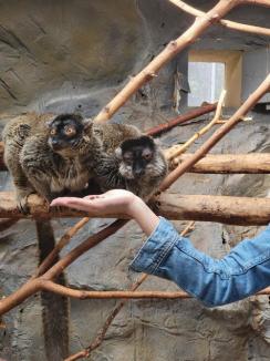 Ziua părinților adoptivi, la Zoo Oradea, un eveniment ajuns la cea de-a XVI-a ediție (FOTO)