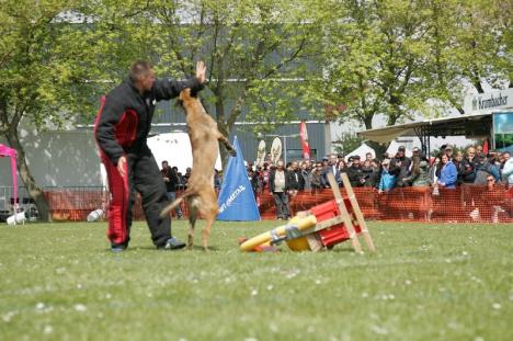 Prietenul câinilor: Orădeanul Alexandru Bondar şi căţeluşa sa au ajuns campioni mondiali la dresaj (FOTO)